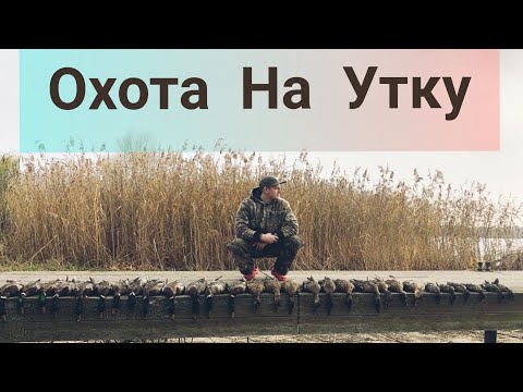 Видео: Царская охота на утку.Налет за налетом.Много утки не успеваем зарядиться!Шурпа с дикой утки!