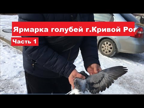 Видео: Ярмарка голубей и декоративных птиц г. Кривой Рог 22.02.2025 Часть 1