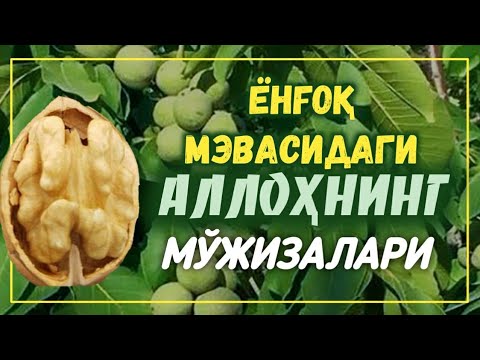 Видео: Аллоҳга қарши чиққан, мусулмонларга зулм қилувчиларга эслатма | Шайх Абдували қори раҳимаҳуллоҳ