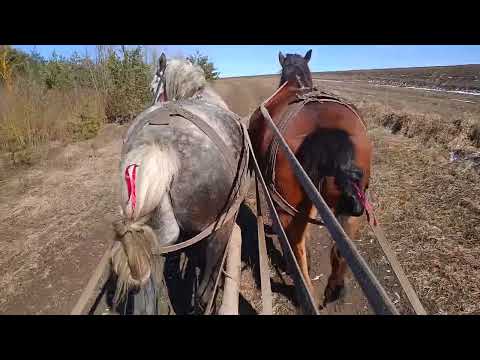 Видео: Недільна прогулянка.