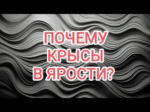 Видео: 🍀3 камня🍀 ПОЧЕМУ КРЫСЫ В ЯРОСТИ? 