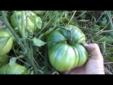 Видео: часть 3