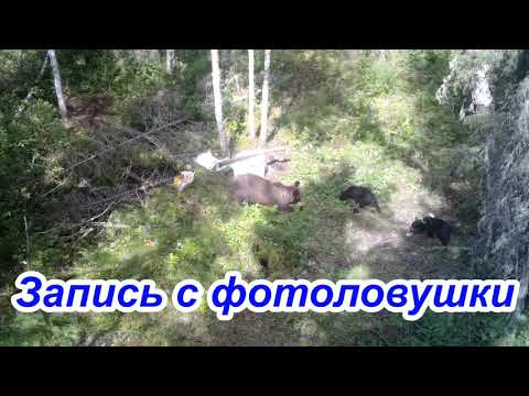 Видео: Строим лабаз на медведя. Запись с фотоловушки...