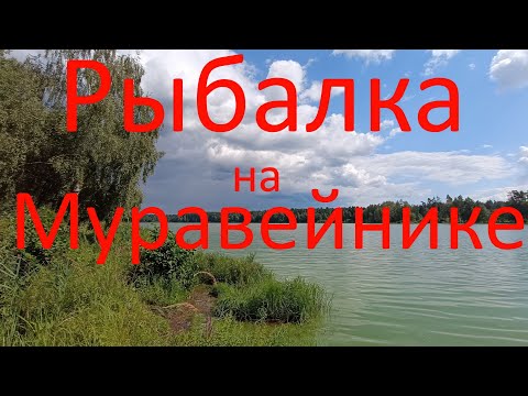 Видео: Рыбалка на Муравейнике. Рыбхоз Гжелка. 25.07.2024.