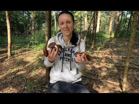 Видео: Готую у лісі (серія 5): ДУБОВИКИ /BOLETUS ERYTHROPUS/ ASMR