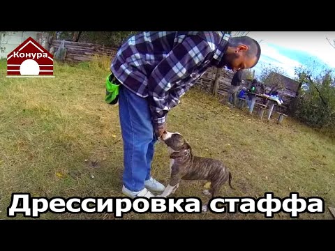 Видео: 217. Дрессировка щенка стаффорда 3 месяца. Первая тренировка с инструктором