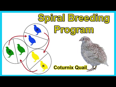 Видео: Программа спирального разведения перепелов породы Котурникс