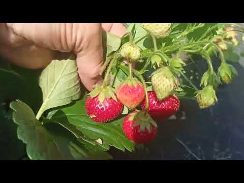 Видео: Клубника радует