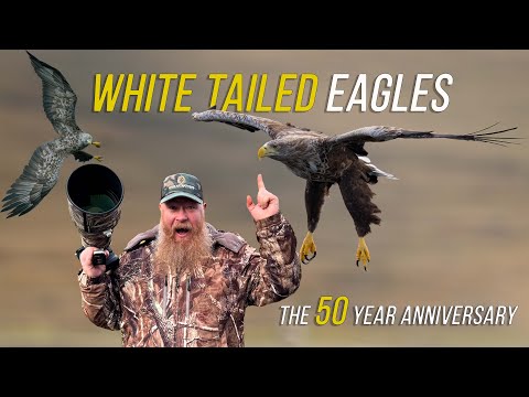 Видео: Орланы-белохвосты: 50-я годовщина плюс грандиозный хаос дикой природы с дельфинами, китами и бакл...