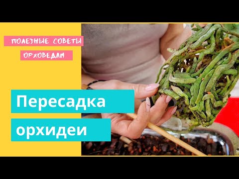 Видео: Пересадить орхидею ЛЕГКО!!Для чего нужен торф в субстрате для орх?!Вариант влагоемкой посадки.