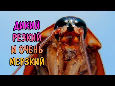 Видео: МРАМОРНЫЙ ТАРАКАН. СОДЕРЖАНИЕ И РАЗВЕДЕНИЕ. Nauphoeta cinerea