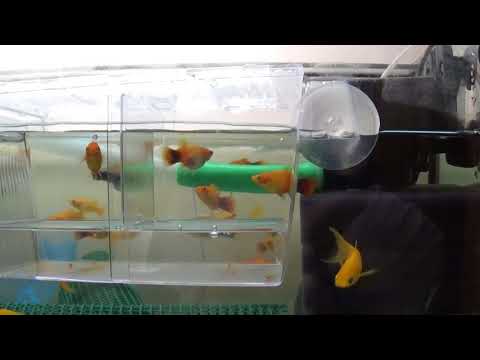 Видео: Аквариумные рыбки.Часть 20.Пецилия,рождение мальков.