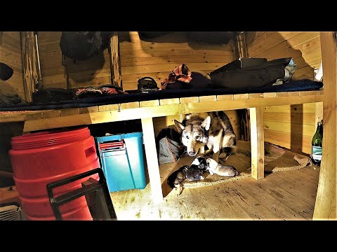 Видео: Пурга! | Думал Умрет | Я плачу! | Вырыла берлогу - Такое началось! ДВОЕ СУТОК В ТАЙГЕ НЕ СПАВШИ!