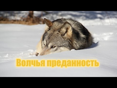 Видео: Волчья преданность