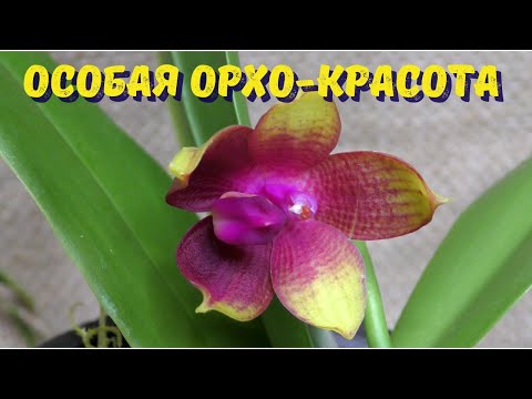 Видео: Фаленопсисы"на любителя". Всё о новелти-фаленопсисах. Ч.1