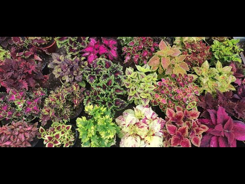 Видео: Колеусы в саду. Когда выносить колеусы на улицу. Как избежать ожогов от солнца. Миксы с колеусами.