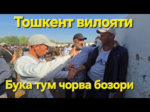 Видео: ТОШКЕНТ ВИЛОЯТИ БУКА ТУМ ЧОРВА БОЗОРИ СИГИРЛАР КАТОРИ 07.09.20.07.2025 