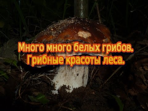 Видео: Много много белых грибов.Грибные красоты Леса.