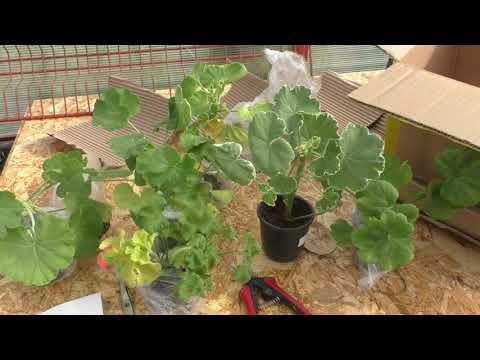 Видео: Ура! Получила посылку с пеларгониями!