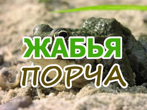 Видео: Жабья порча🐸