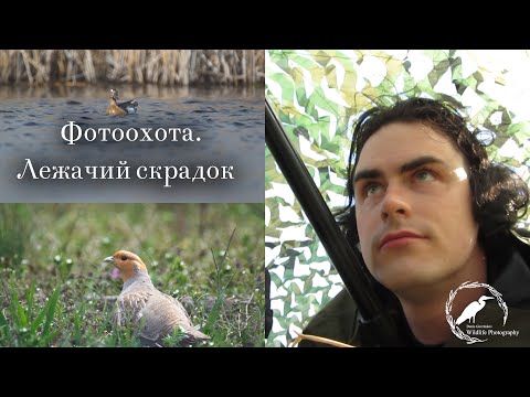 Видео: ЛЕЖАЧИЙ СКРАДОК | Фотоохота в Ростовской области: серая куропатка, чирок-трескунок