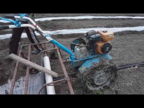 Видео: Высадка помидор в мульчирующую пленку