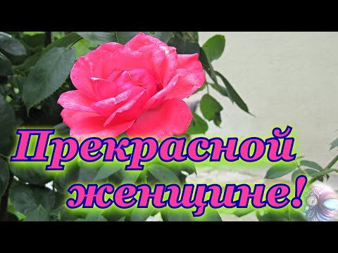 Видео: Цветы для тебя! Красивое пожелание и видео открытка в стихах!💐