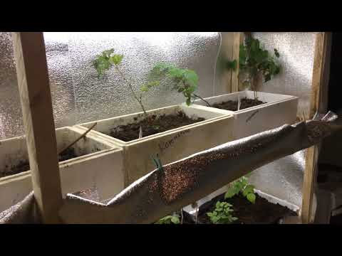 Видео: Выращивание малины для получения маточного корня в домашних условиях по лампами . Мой первый опыт.