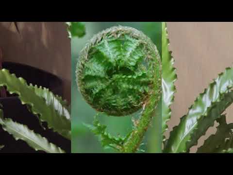 Видео: Мои Папоротники