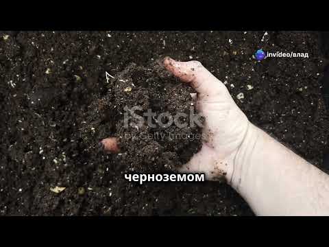 Видео: Почему чернозем самая плодородная земля?