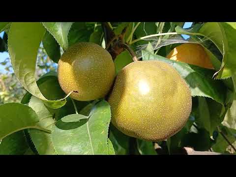 Видео: Азійські груші в моєму саду.