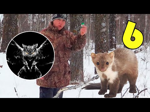 Видео: Охота на куницу без капкана / Как выгнать куницу из дупла