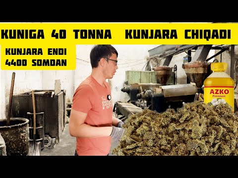 Видео: Кунжара ва мой ишлаб чикариш заводига саёхат 