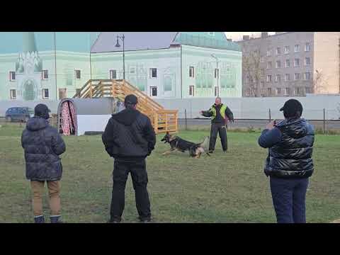 Видео: Большой Русский Ринг Пушкин 18.10.2025 группа Б участник №3