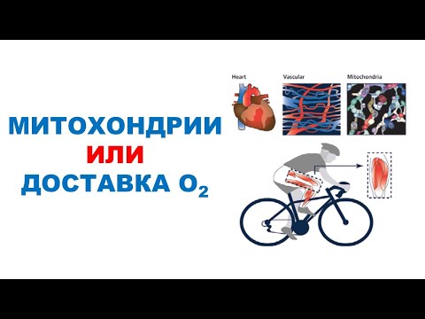 Видео: Факторы, определяющие выносливость могут меняться