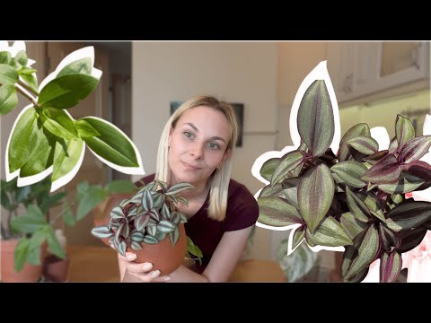 Видео: Пересаживаю и черенкую мои комнатные растения / пересадка традесканций