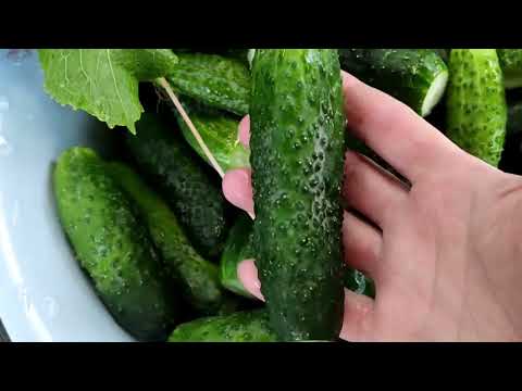 Видео: ОГУРЦЫ В СОБСТВЕННОМ СОКУ ! МЕГА ВКУСНО И ПРОСТО !