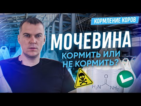 Видео: Мочевина в рационе дойных коров. Кормить или нет?