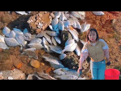 Видео: [Английский саб] Сяочжан ловит море слив много маленькой плоской рыбы большой кусок на пляже взя