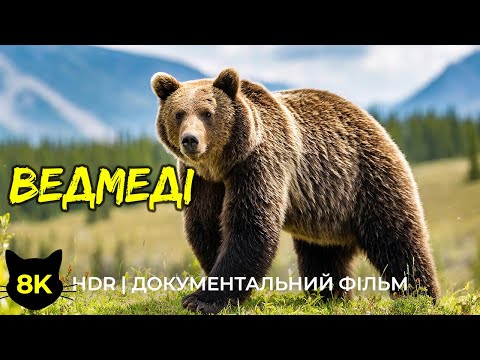 Видео: Що варто знати про ведмедів - Документальний фільм про дику природу у 8К HDR