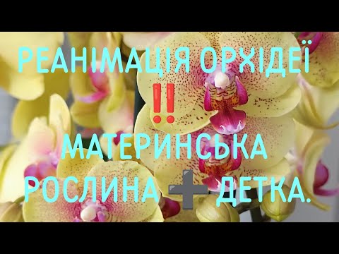 Видео: Реанімація Орхідеї ‼️ Як відсадити детку Орхідеї від дорослої Орхідеї ❓