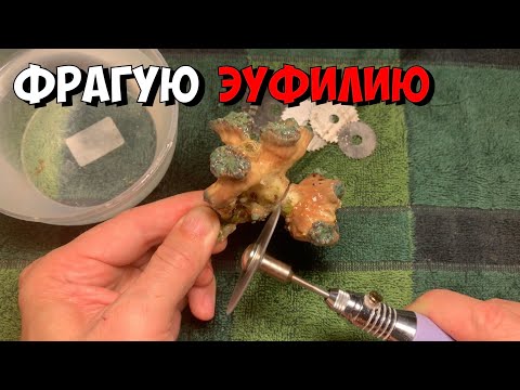 Видео: Фрагую LPS | Эуфилию (Euphyllia)