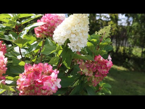 Видео: Обзор сортов моей коллекции.  Август 2023. Часть 1.