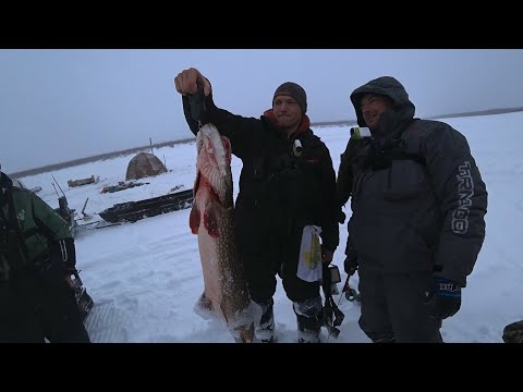 Видео: ТРОФЕЙНЫЕ ЩУКИ, ОКУНИ, СОРОГИ, НОВЫЕ РЫБАКИ и прочее в ЯКУТИИ на ПЕРВОМ ЛЬДУ!