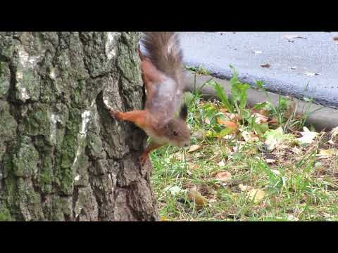 Видео: Белка с одним ухом | Squirrel with one ear | Scoiattolo con un orecchio | 一只耳朵的松鼠