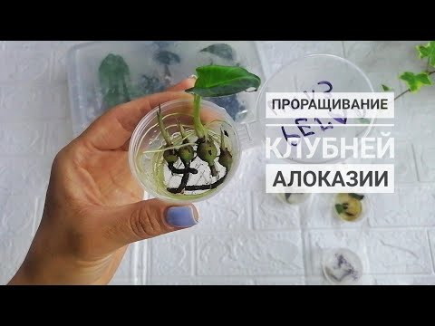 Видео: Как прорастить клубни алоказий в воде