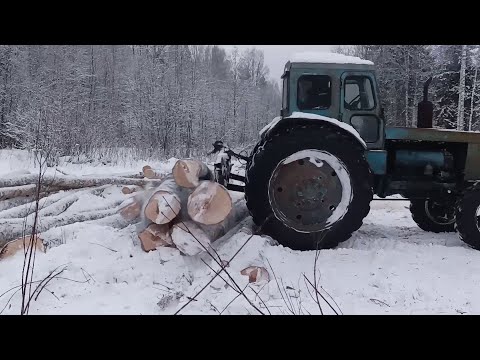 Видео: Заготовка дров.Т 40 АМ.