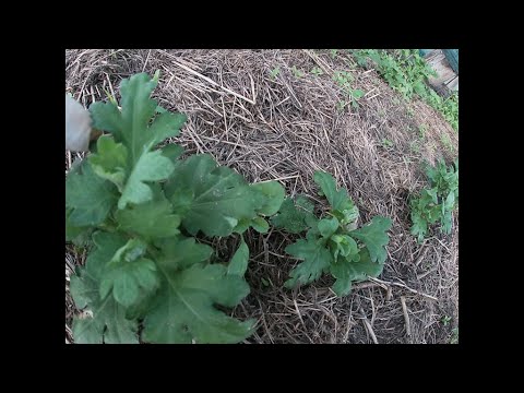 Видео: ВАЖНЫЕ МОМЕНТЫ ПРИ ВЫРАЩИВАНИИ ХРИЗАНТЕМ.