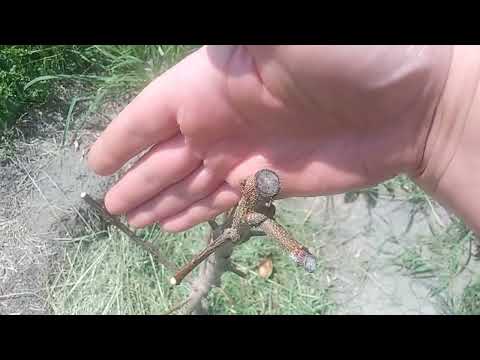 Видео: НЕ ПРОСЫПАЕТСЯ САЖЕНЕЦ. Реанимируем Саженцы. КАК ПРОБУДИТЬ САЖЕНЦЫ