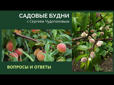 Видео: Садовые Будни с Сергеем Чудопаловым. Вопросы и ответы.